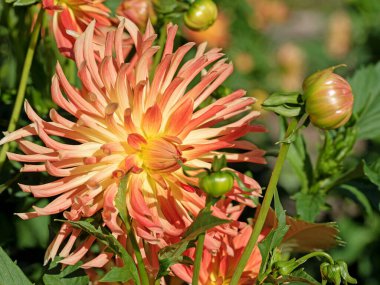 Çiçek açan portakallı yıldız çiçekleri