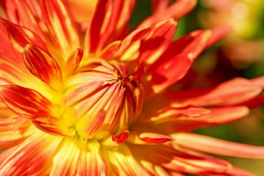 Çiçek açan portakallı yıldız çiçekleri