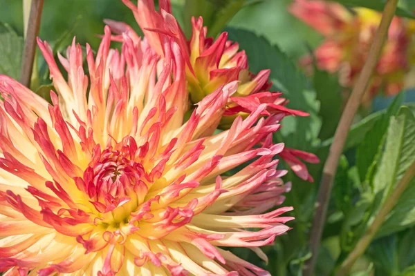 Des Dahlias Fleurs Gros Plan — Photo