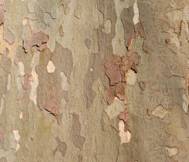 Yakın planda ağaç kabuğu.