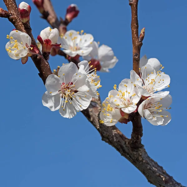 Albicocca Fiorita Primavera — Foto Stock