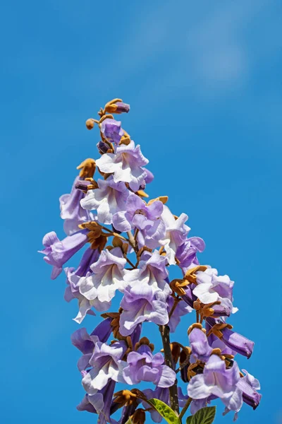 Baharda Çiçek Açan Paulownia — Stok fotoğraf