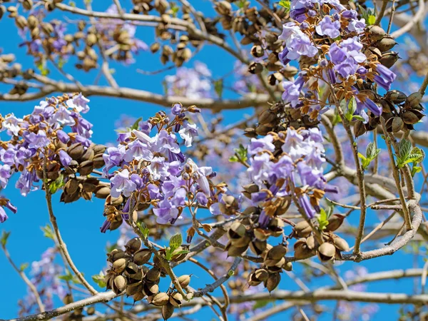 Paulownia Fiorente Primavera — Foto Stock