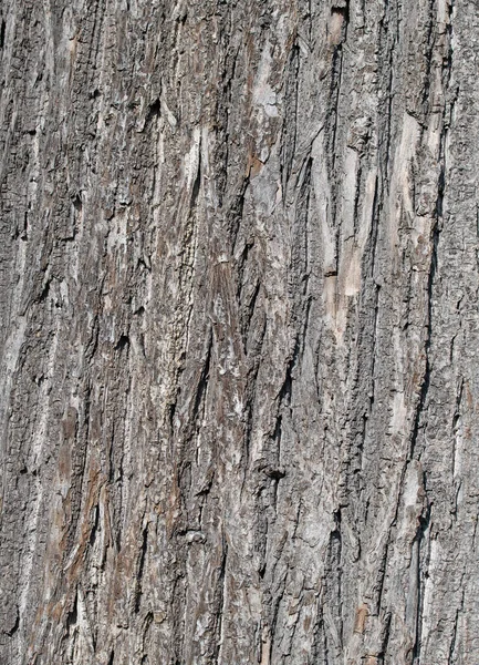 ライムの木の樹皮を閉じる — ストック写真