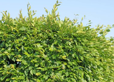 Yaygın boynuz ışını, Carpinus betulus, baharda.