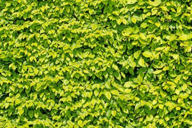 Yaygın boynuz ışını, Carpinus betulus, baharda.
