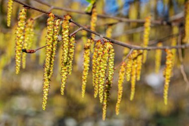 Hornbeam 'in erkek çiçekleri, carpinus betulus