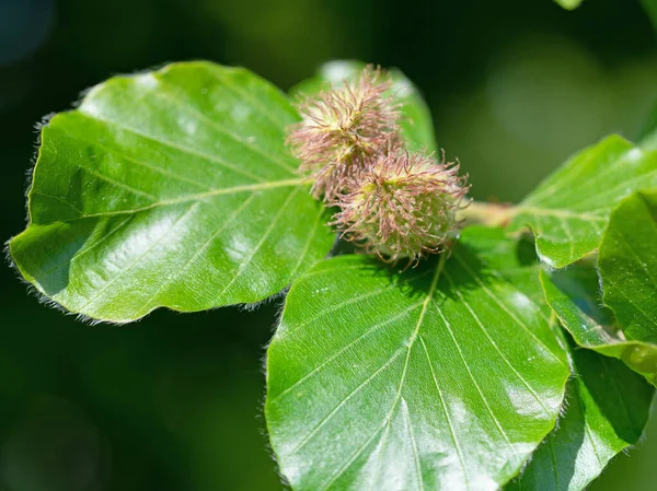 Junge Buchenblätter Fagus Sylvatica Mit Bucheckern — Stockfoto