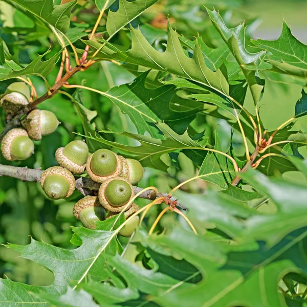 Eiche Quercus Palustris Mit Früchten — Stockfoto