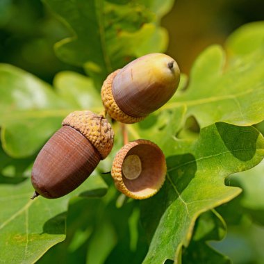 Sonbaharda, Quercus Robur L. adlı pedunculate meşesinin meyveleri.