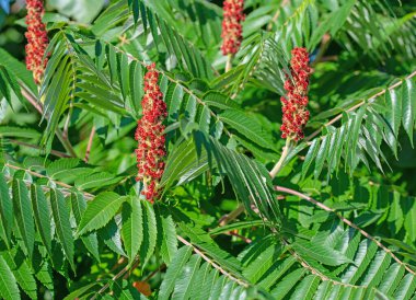 Sirke ağacı, rhus typhina, yazın çiçeklerle