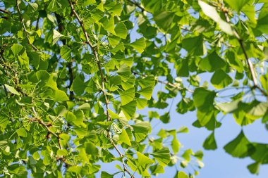 Ginkgo ağacından taze yapraklar, Ginkgo biloba
