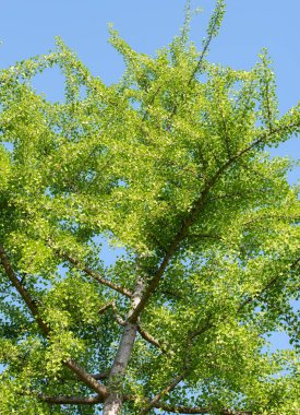 Ginkgo ağacından taze yapraklar, Ginkgo biloba