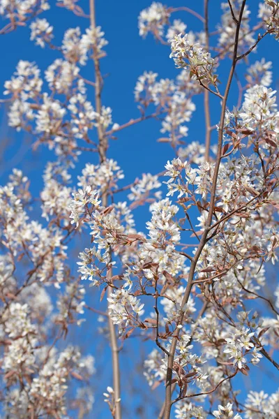 近くの岩の梨 Amelanchier Lamarckiiの花 — ストック写真