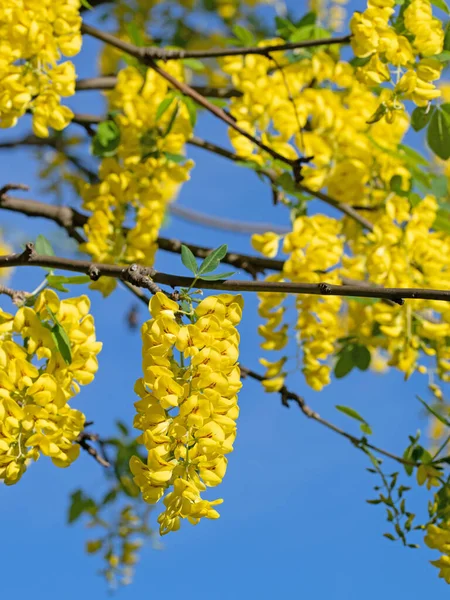 Laburno Fiorito Giallo Primavera — Foto Stock