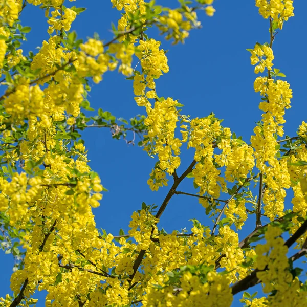 Gelbblühender Laburnum Frühling — Stockfoto