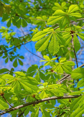 Baharda at kestanesinin genç yaprakları, Aesculus.