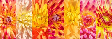 Bir kolajda renkli yıldız çiçekleri