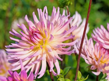 Çiçekli pembe yıldız çiçekleri yakın planda