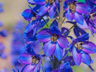 Çiçekli şövalye mahmuzu, Delphinium, bahçede.