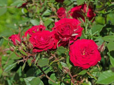 Bahçede açan kırmızı asil güller