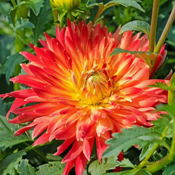 Fleur Dahlias Orange Gros Plan — Photo