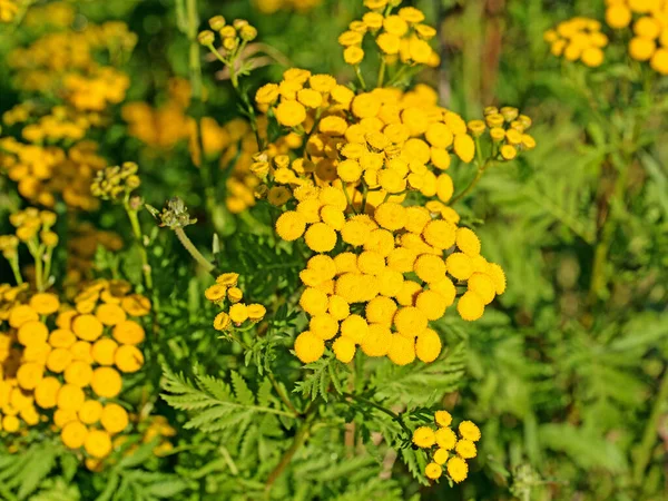 Rinoceronte Floreciente Tanacetum Vulgare —  Fotos de Stock