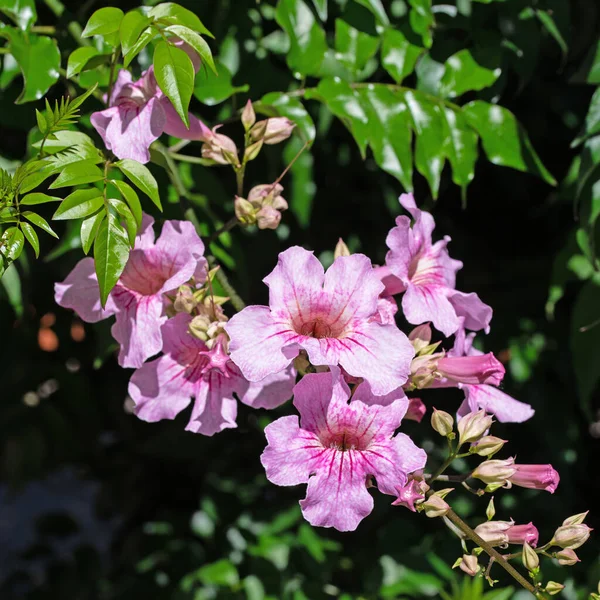 Blühender Trompetenwein Podranea Sommer — Stockfoto