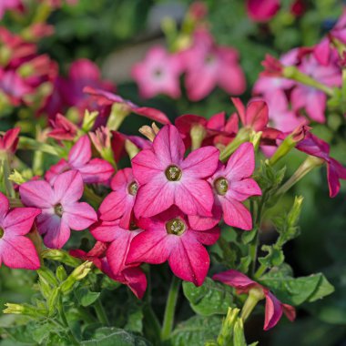 Kırmızı çiçekli tütün bitkisi, Nicotiana Sanderae