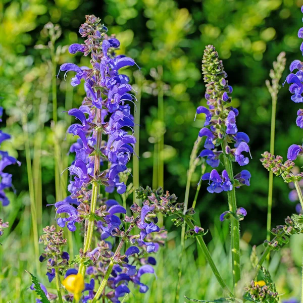 꽃피는 초원의 Salvia Pratensis — 스톡 사진