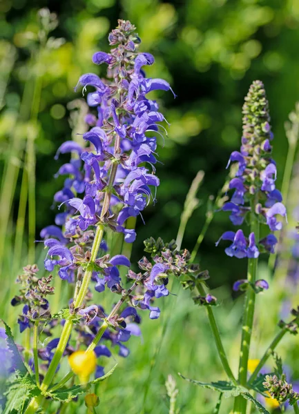 Bloeiende Weidesalie Salvia Pratensis — Stockfoto