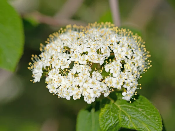 Wollschneeball Viburnum Lantana Blumen Nahaufnahme — Stockfoto