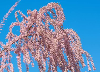 Çiçekli tamarisk, Tamarix, baharda