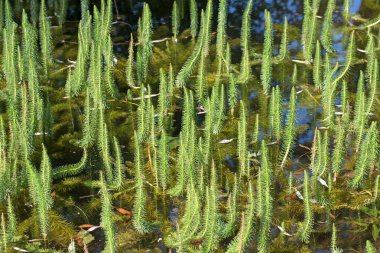 Firavun yaprakları, Hippuris bayağıları, gölette