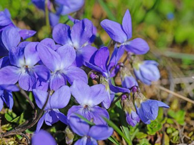 Çayırda açan menekşeler