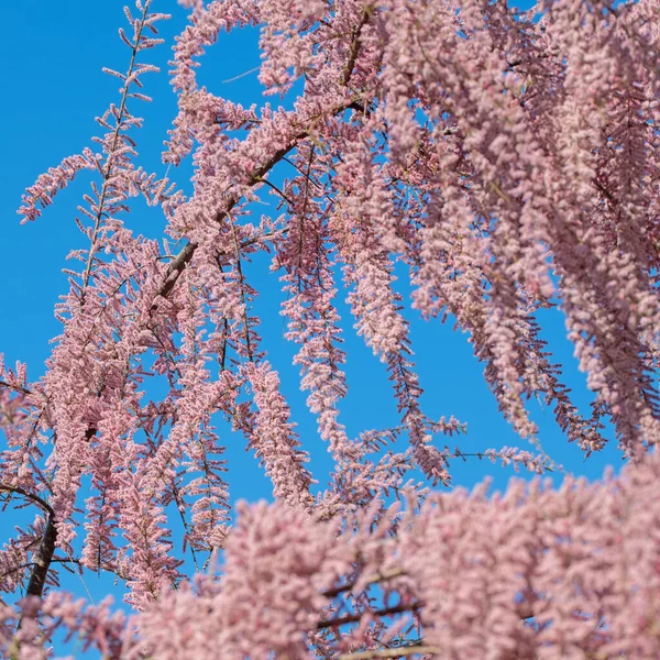 Tamarisk Floração Tamarix Primavera — Fotografia de Stock