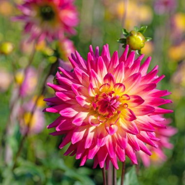 Bahçede çiçek açan yıldız çiçekleri