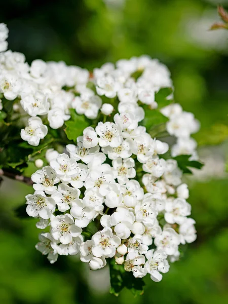 Aubépine Fleurs Cratégus Printemps — Photo