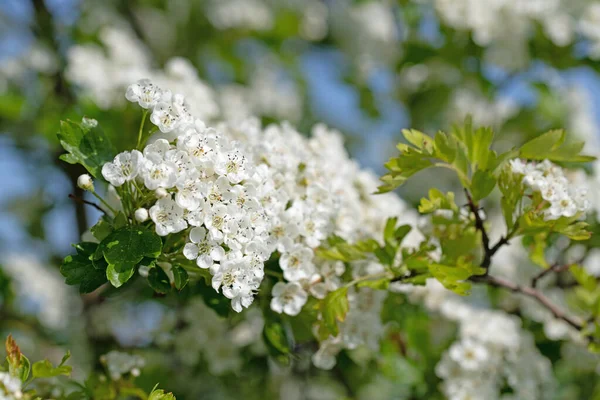 Aubépine Fleurs Cratégus Printemps — Photo