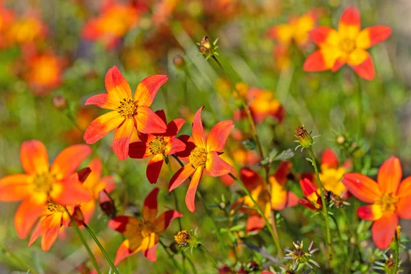 Flor Bidens Jardín Flores Color Naranja — Foto de Stock