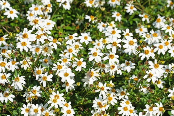 Bidens Florescentes Jardim Flores Brancas — Fotografia de Stock
