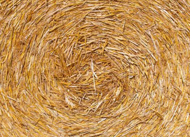 Yakın plan çekimde saman balyasını yuvarla