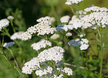 Çiçekli kiraz kuşu, Achillea, kapat