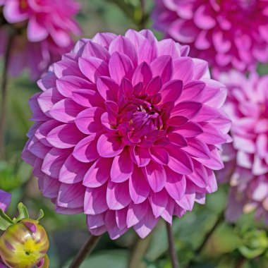 Çiçekli menekşe çiçekleri yakın planda.