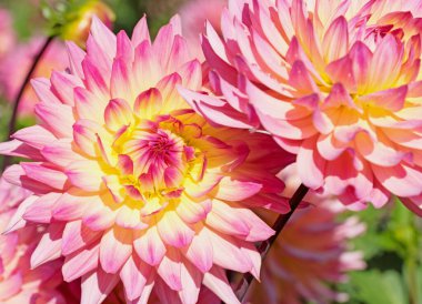 Çiçek açan pembe yıldız çiçekleri.