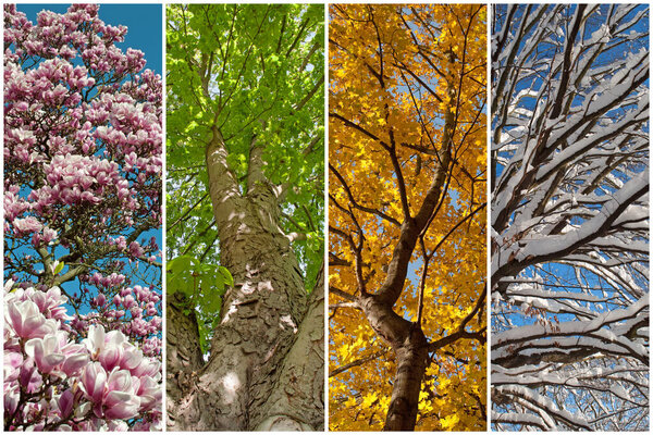 Four seasons in a collage