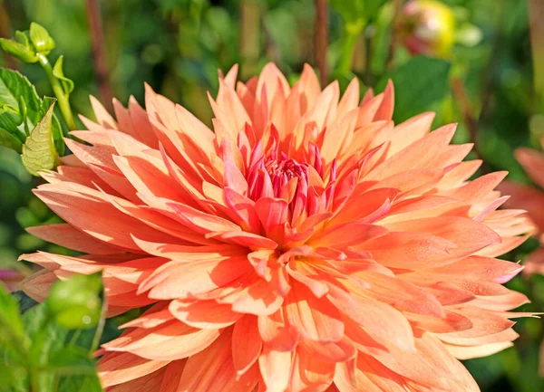 Dahlias Orange Fleurs Gros Plan — Photo