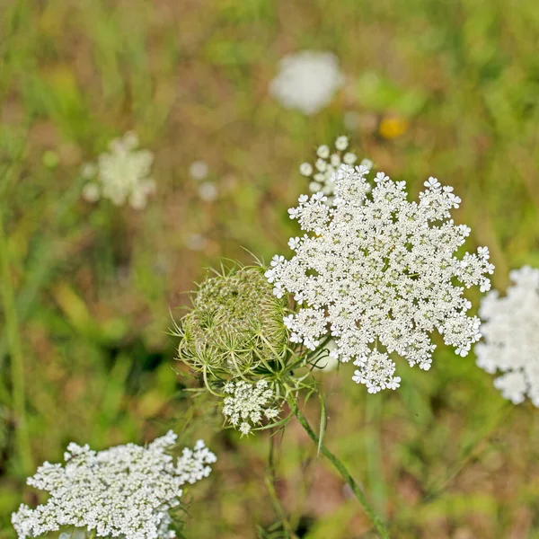 野生のニンジン Daucus Carotaの開花 — ストック写真