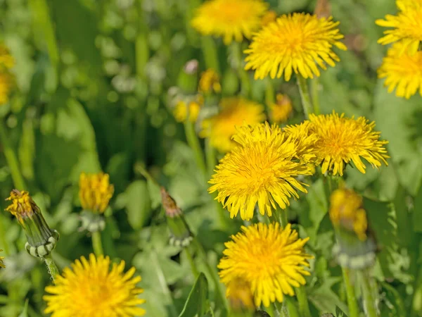 Dandelion Florescente Taraxacum Close — Fotografia de Stock