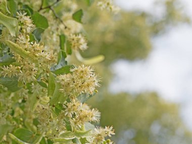 Ağaçtaki ıhlamur çiçekleri